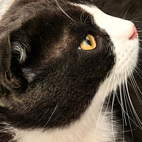 The Curious Gaze