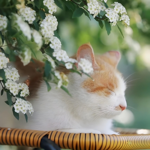 Among the Blossoms