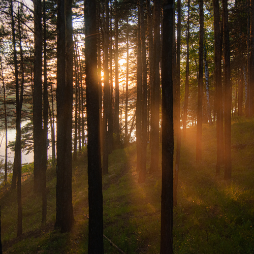 Photo #13974934