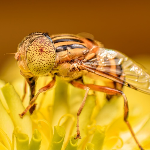 Small Honey Bee