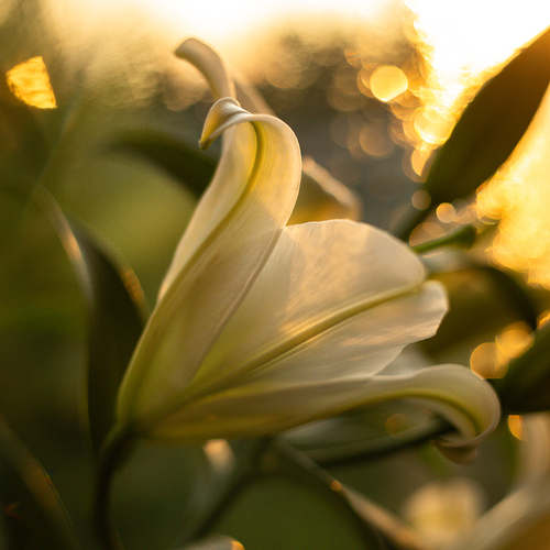 Photo #13975318