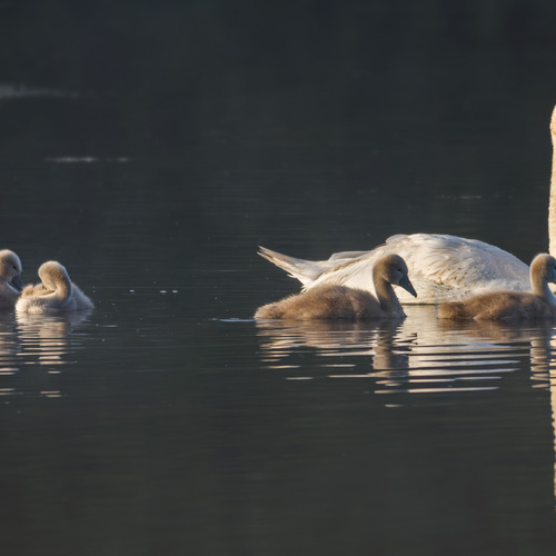 Photo #13975419