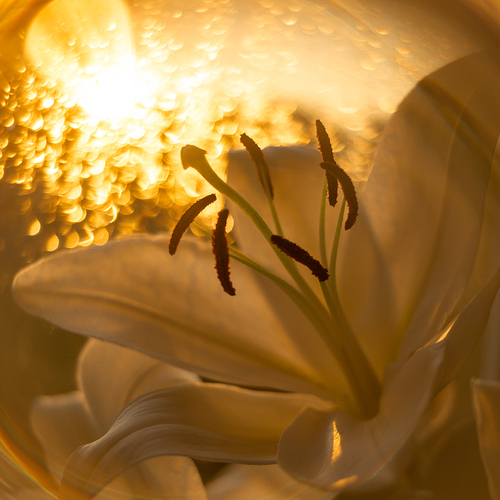Photo #13975867