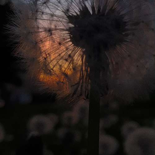 Photo #13976401