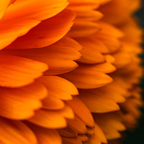 Photo #13976523