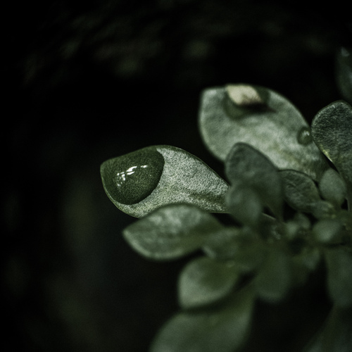 A Drop of Silence