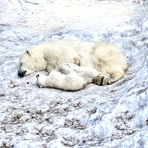 Photo #13977213
