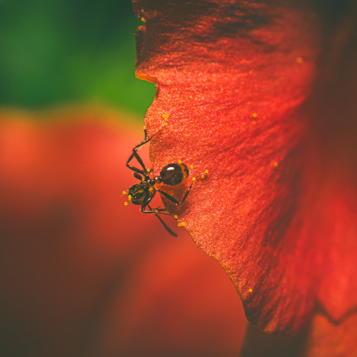 Ant on an Orange Flower