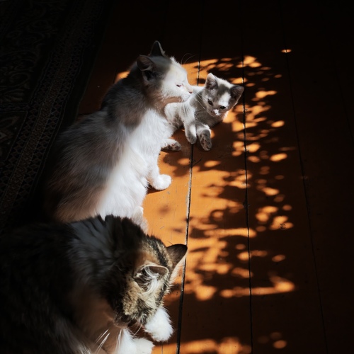 Photo #13979207