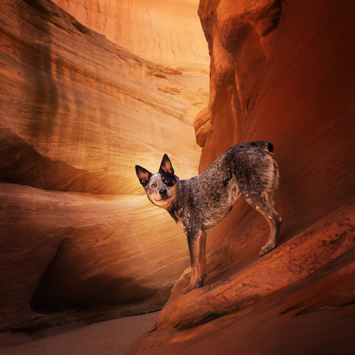 Antelope Canyon Jango