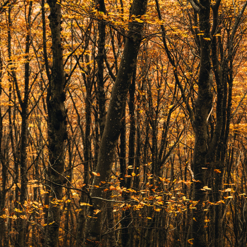 Photo #13980657