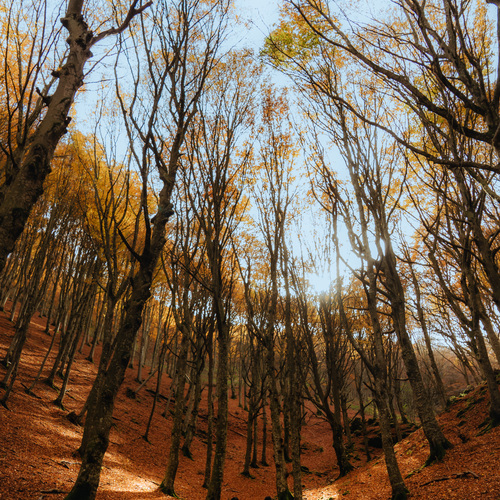 Photo #13980658