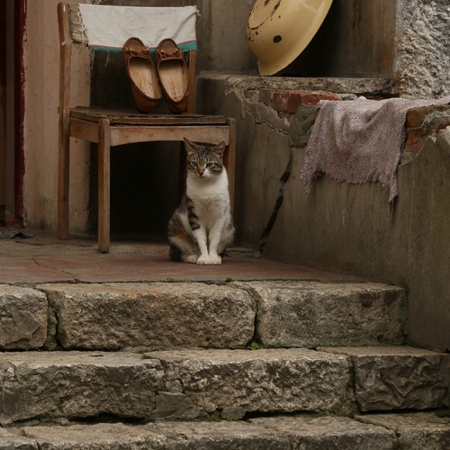 Photo #13980806