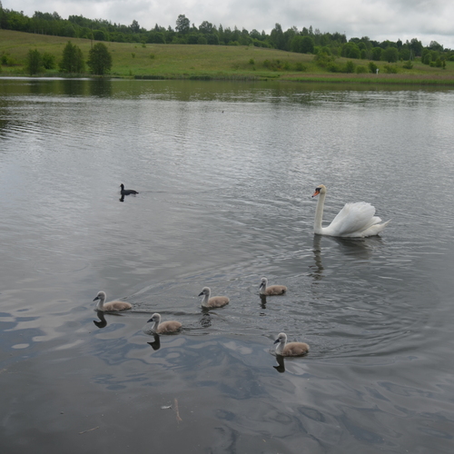 Photo #13980904