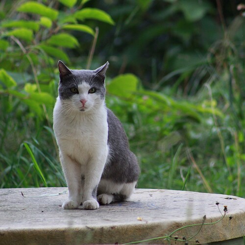 Photo #13980969