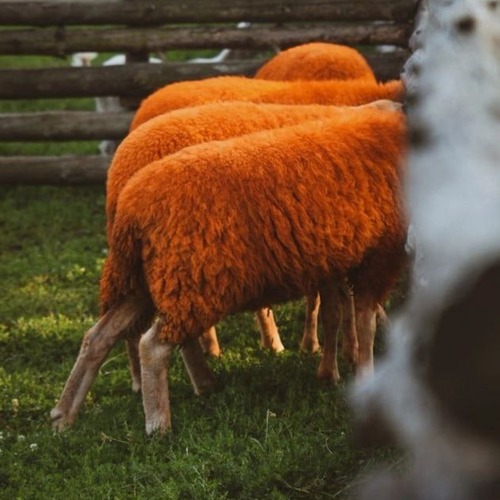 Photo #13981006