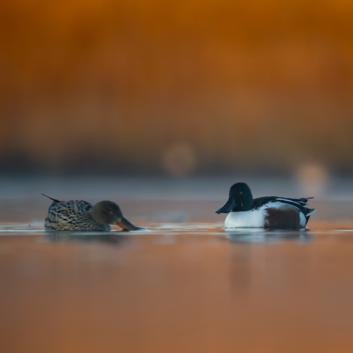 Photo #13981347