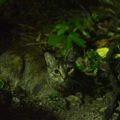 Photo #13981467