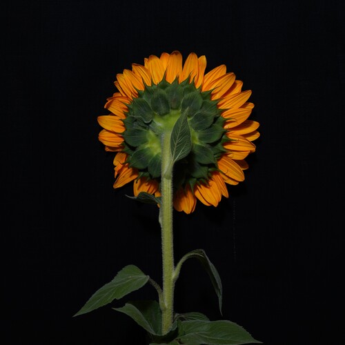 The beauty of the flower from the back!