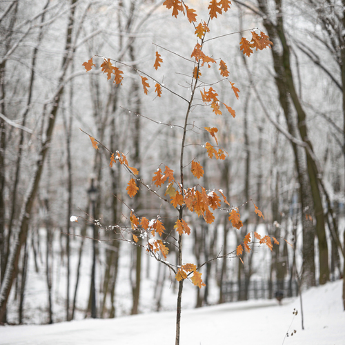 Photo #13982935