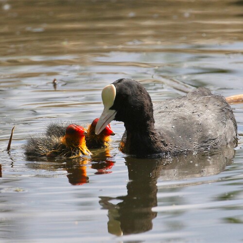 Photo #13983520