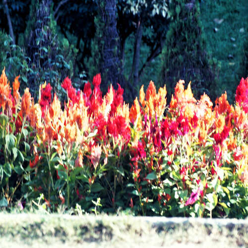 Annual Beauty of Kashmir - India