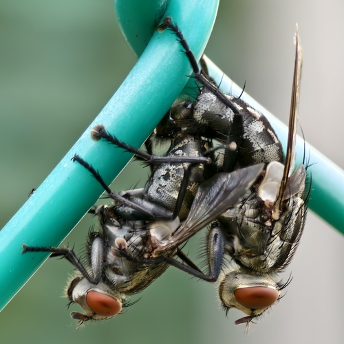 Two flies mating