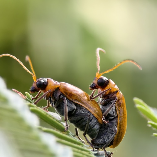 Leaf beetles mating