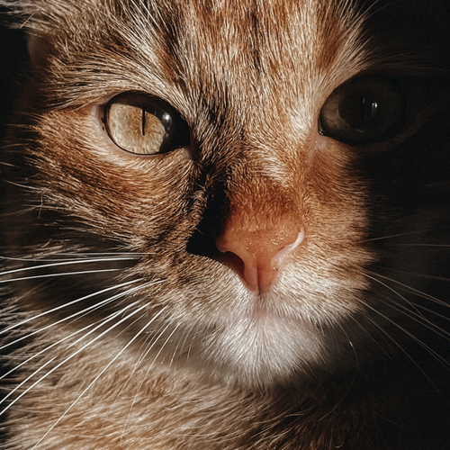 Photo #13984297