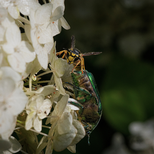 Photo #13984380