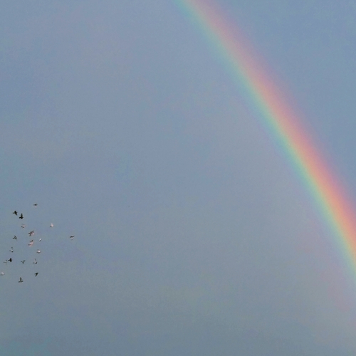 A rainbow!