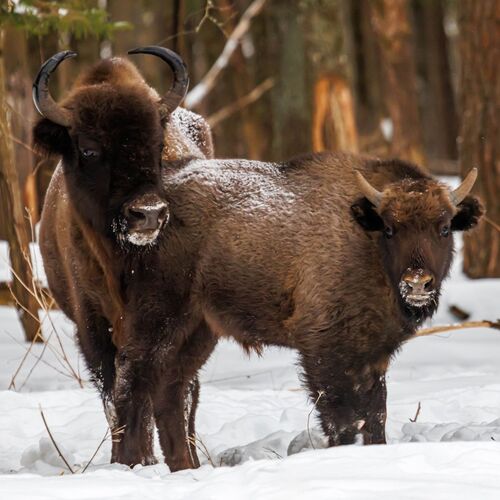 Photo #13985184