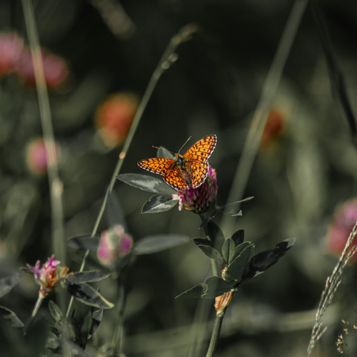 Photo #13985204