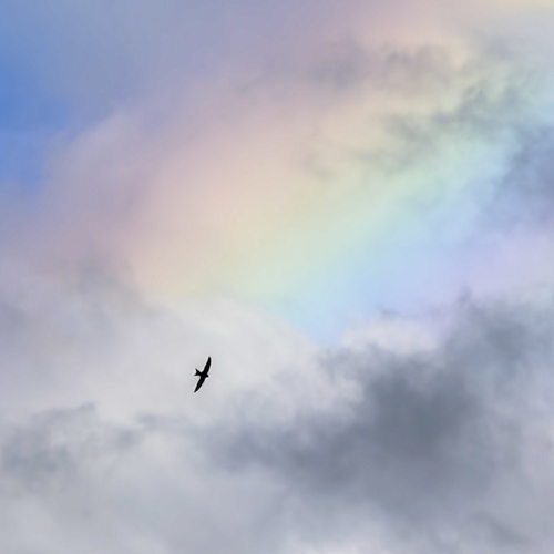 Photo #13985322