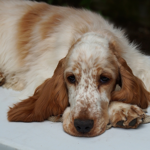 Photo #13985380