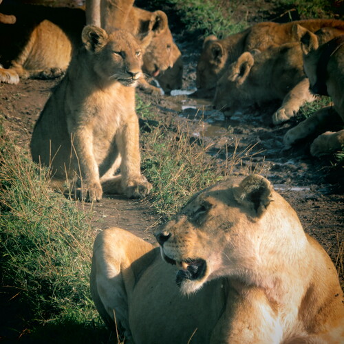 Photo #13985448
