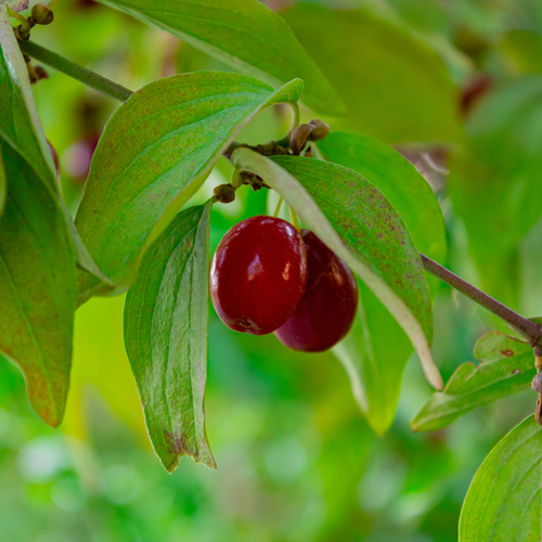 A detailed macro close up photograph showing ripe red cornelian cherry dogwood berries hanging on green leafy branch in sunny orchard garden