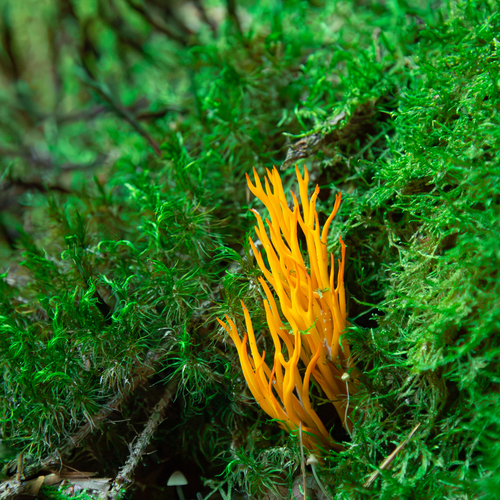 A detailed macro close up photograph showing bright yellow staghorn coral fungus Calocera viscosa growing among lush green forest moss in wild woodland