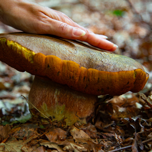 A detailed macro close up photograph showing female hand resting on a huge wild bolete mushroom growing among dry autumn leaves in forest