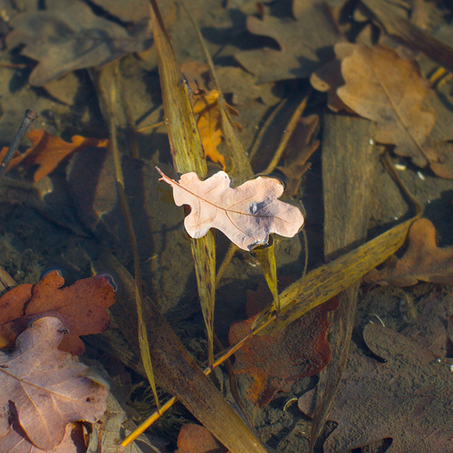 На хрустале осенних вод - Upon the autumn waters crystal face