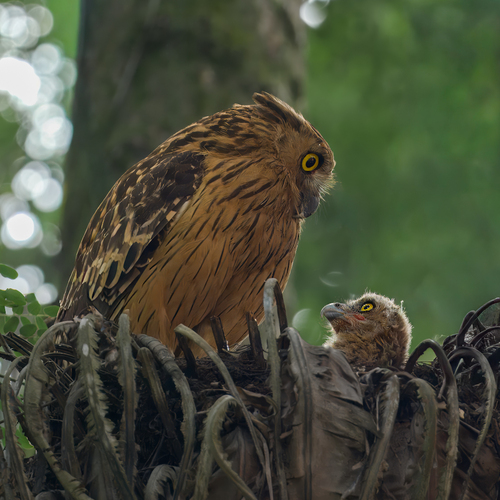A Mother\'s Gaze