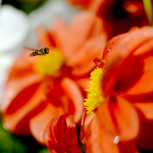 Photo #13986684