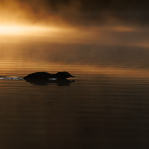 Photo #13987476