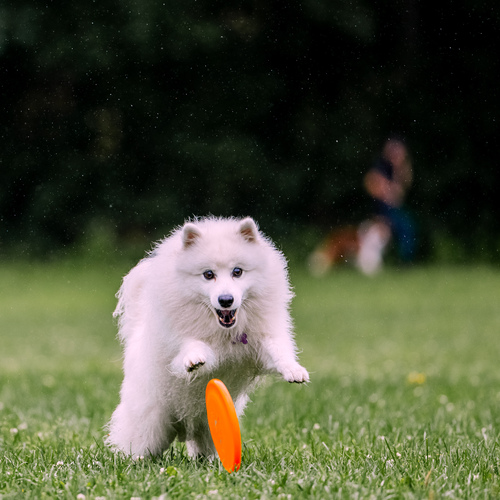 Photo #13987495
