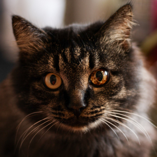 Photo #13988161