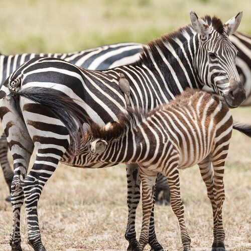 Photo #13988187