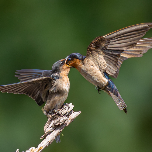 Pacific Swallow feeding