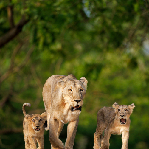 Photo #13988597