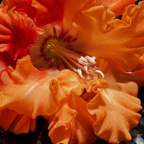 Photo #13988705
