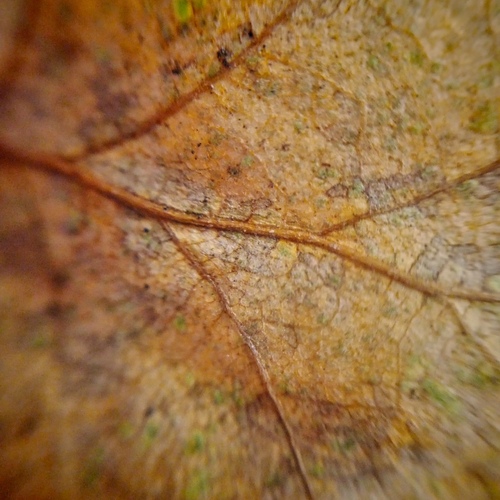 Photo #13989008